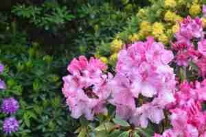 Rhododendrons close up