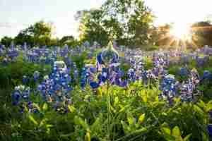 Bluebonnets in the sun