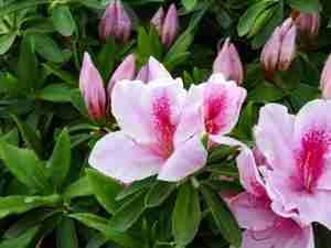 Azalea close up